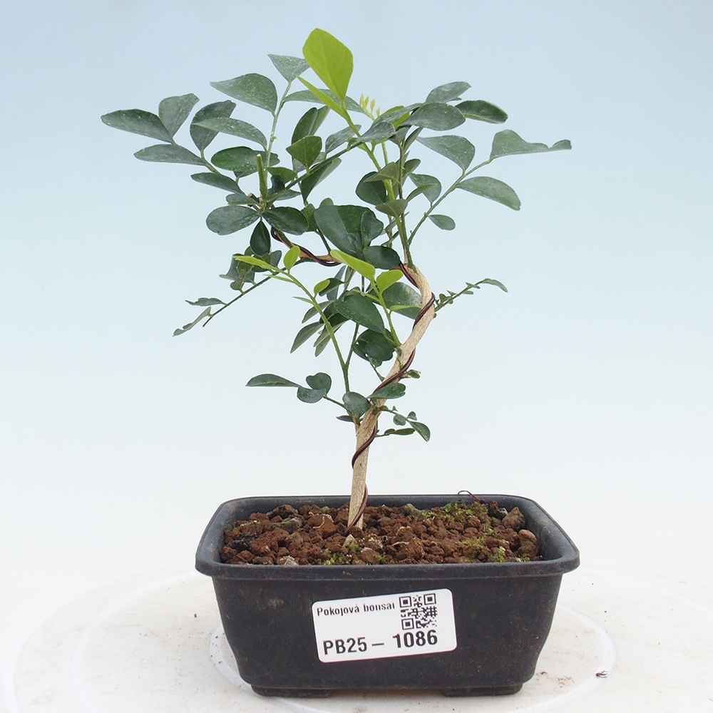 Izbová bonsai- Muraya paniculata