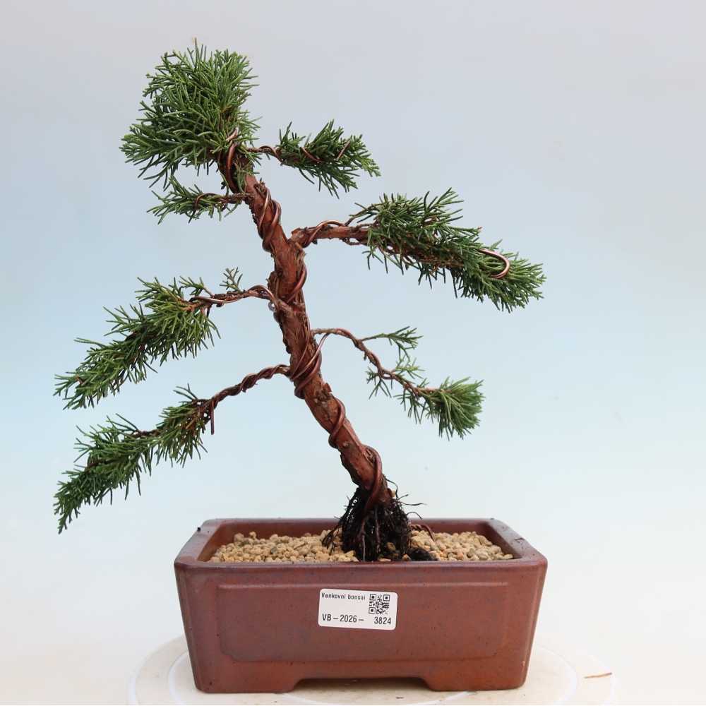 Vonkajší bonsaj - Juniperus chinensis Kishu