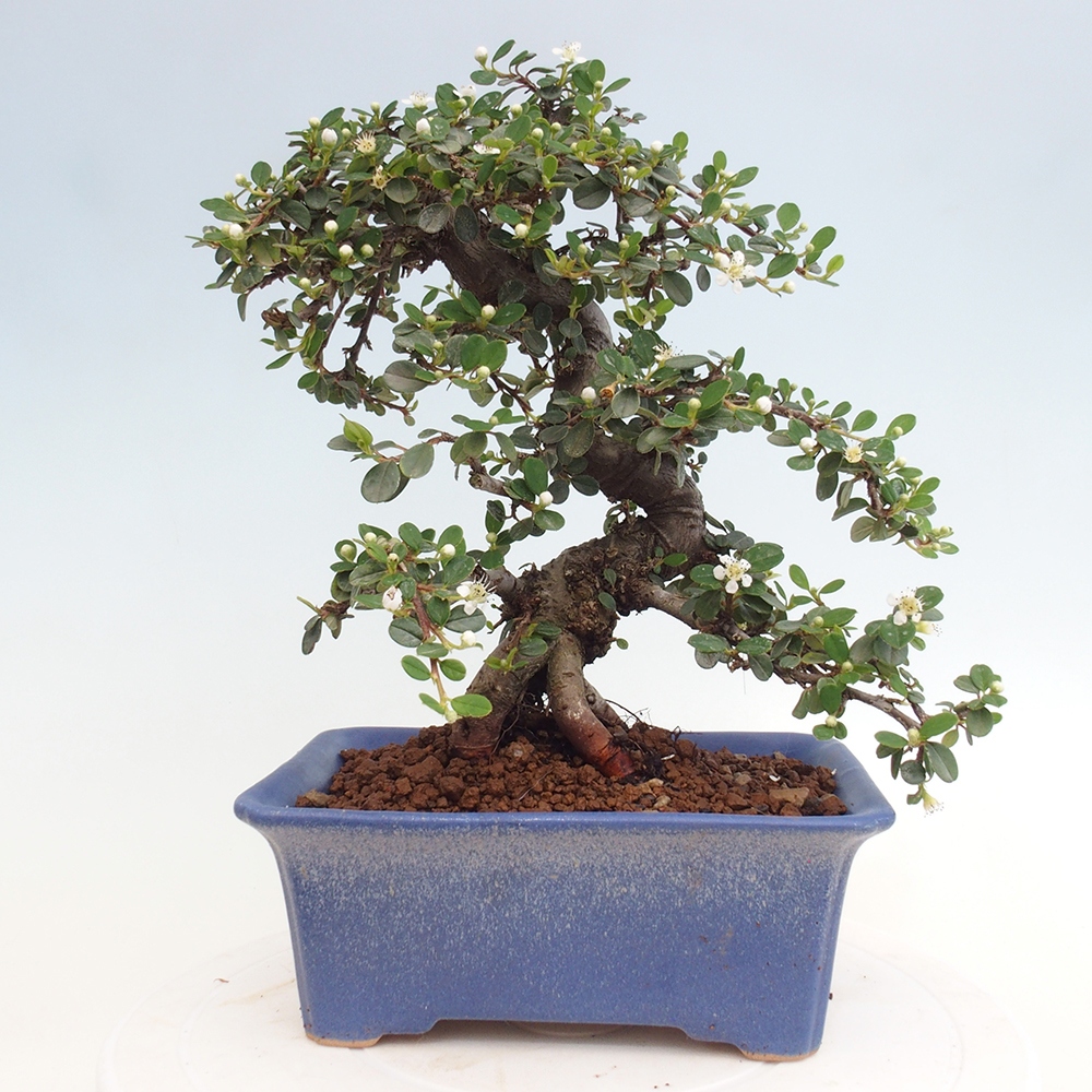 Vonkajší bonsai-Cotoneaster dammeri - Skalník Damerov
