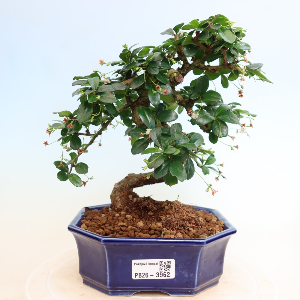 Izbové bonsaje - Carmona macrophylla - Tea fuki