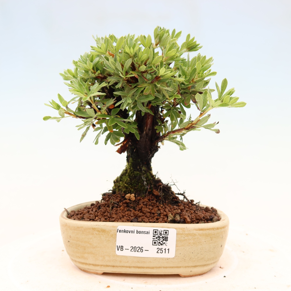 Vonkajšie bonsaje - Potentila fruticosa