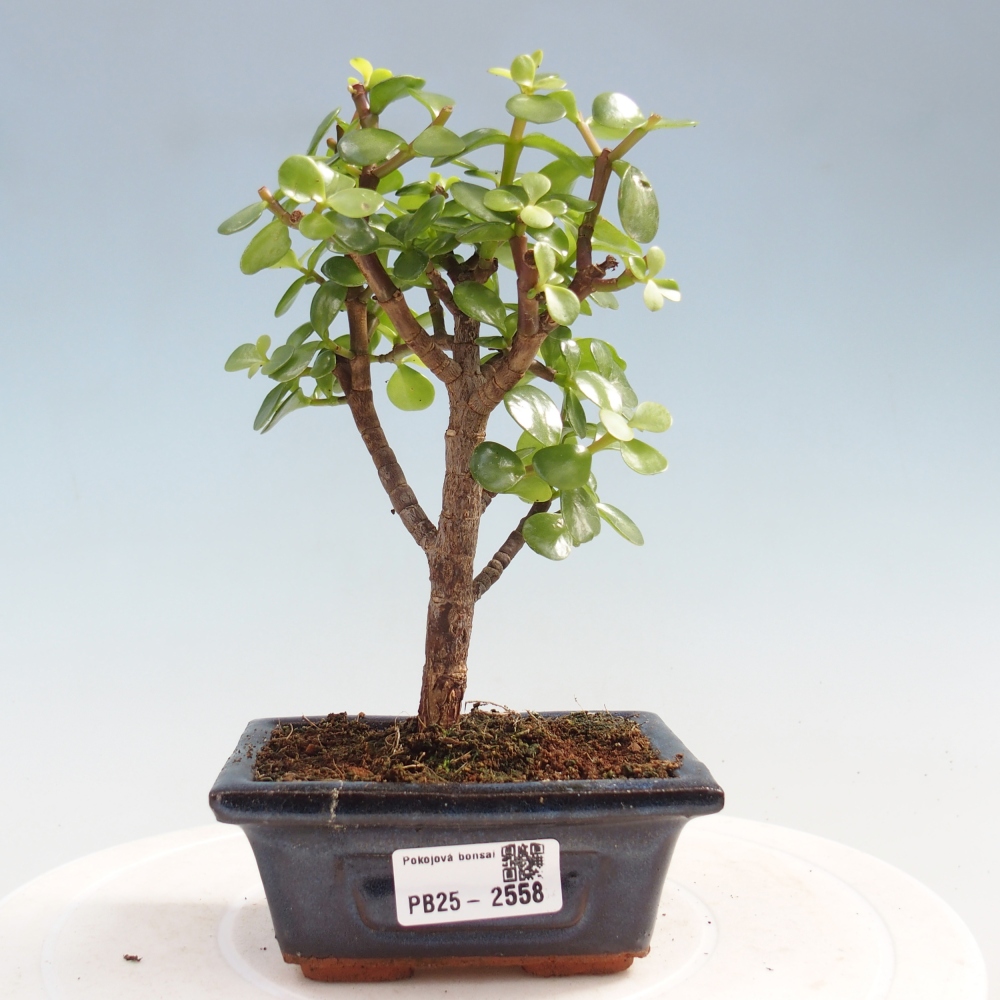 Izbová bonsai - Portulakaria Afra - Tlustice