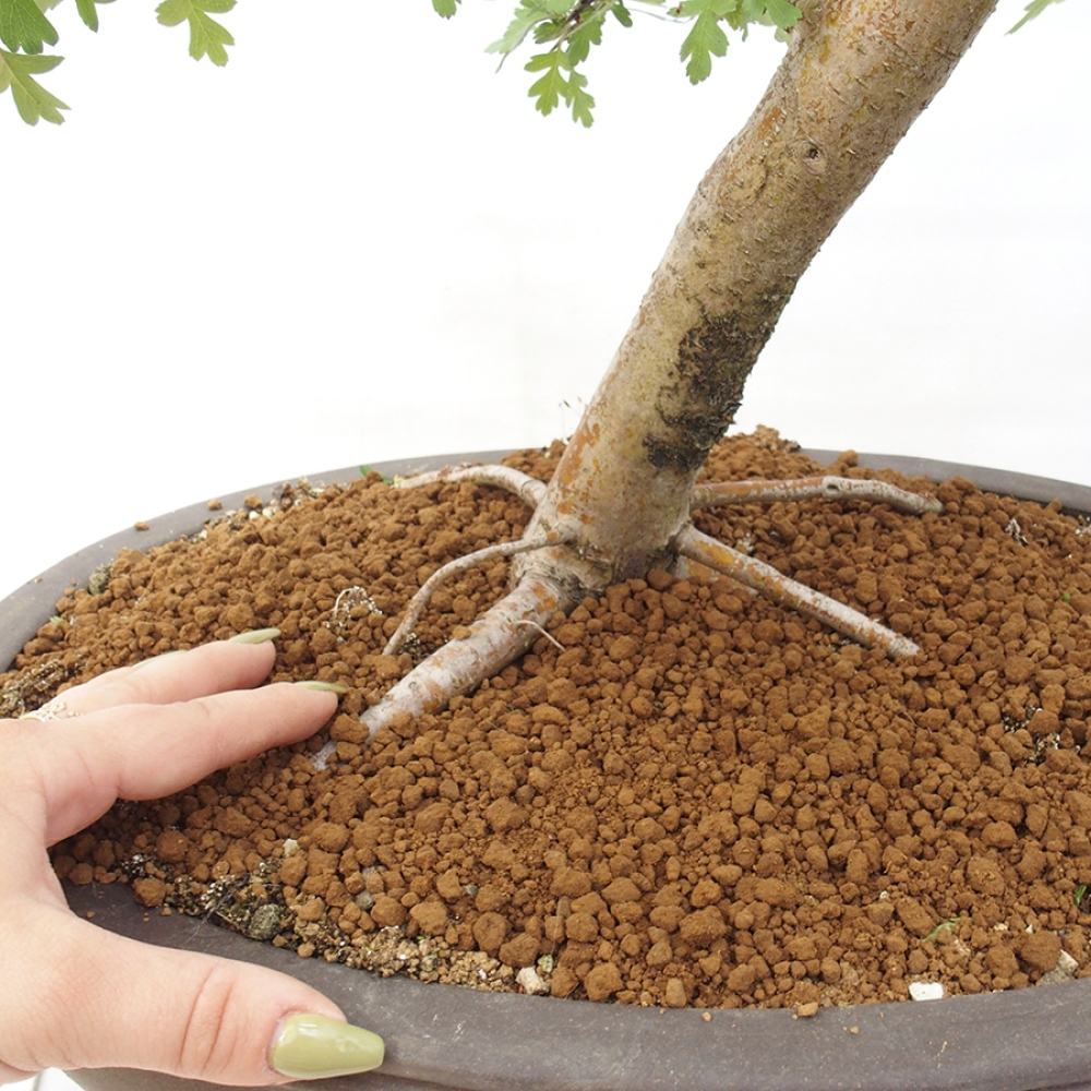 Vonkajší bonsai - Hloh - Crataegus monogyna