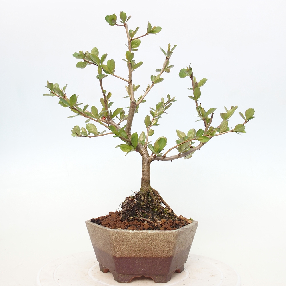 Vonkajšie bonsaje - Chaneomeles sup. Nicoline - Kdoule