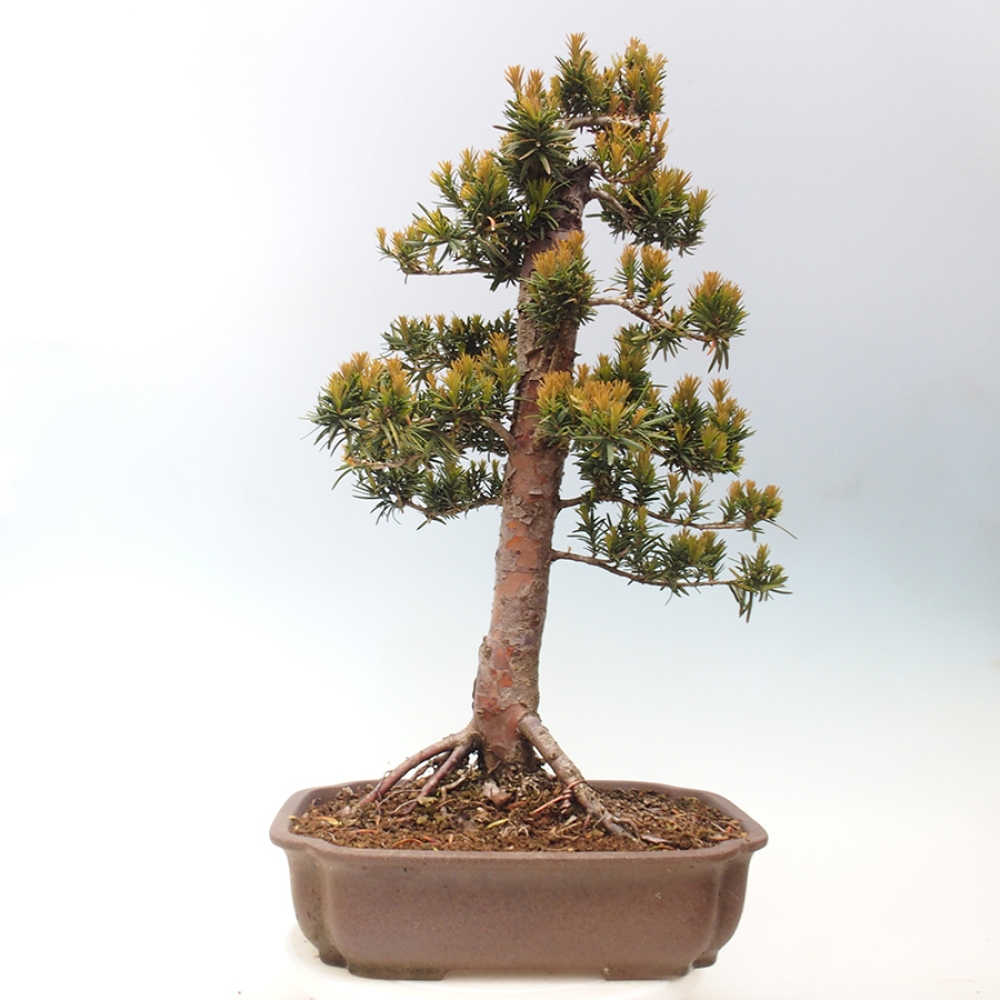 Vonkajší bonsai - Taxus cuspidata - Tis japonský