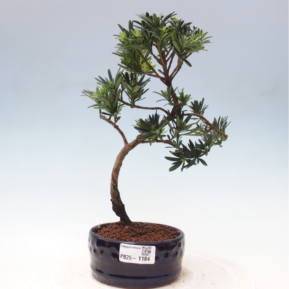 Izbová bonsai - Podocarpus - Kamenný tis