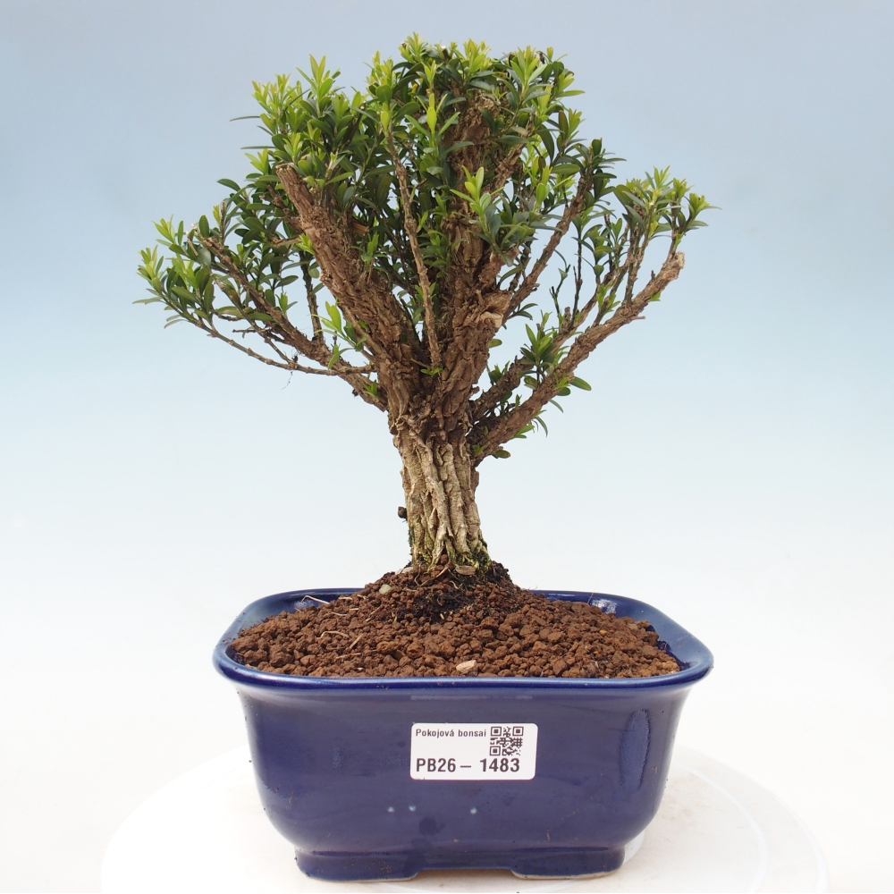Izbové bonsaje - Buxus harlandii - korkový buxus