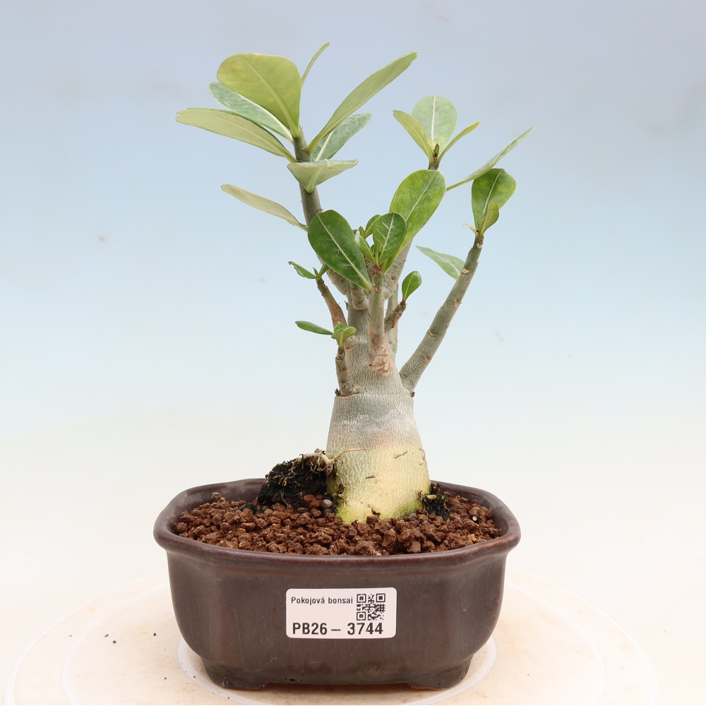 Izba bonsai – Adenium obesum Red Star – Púštna ruža