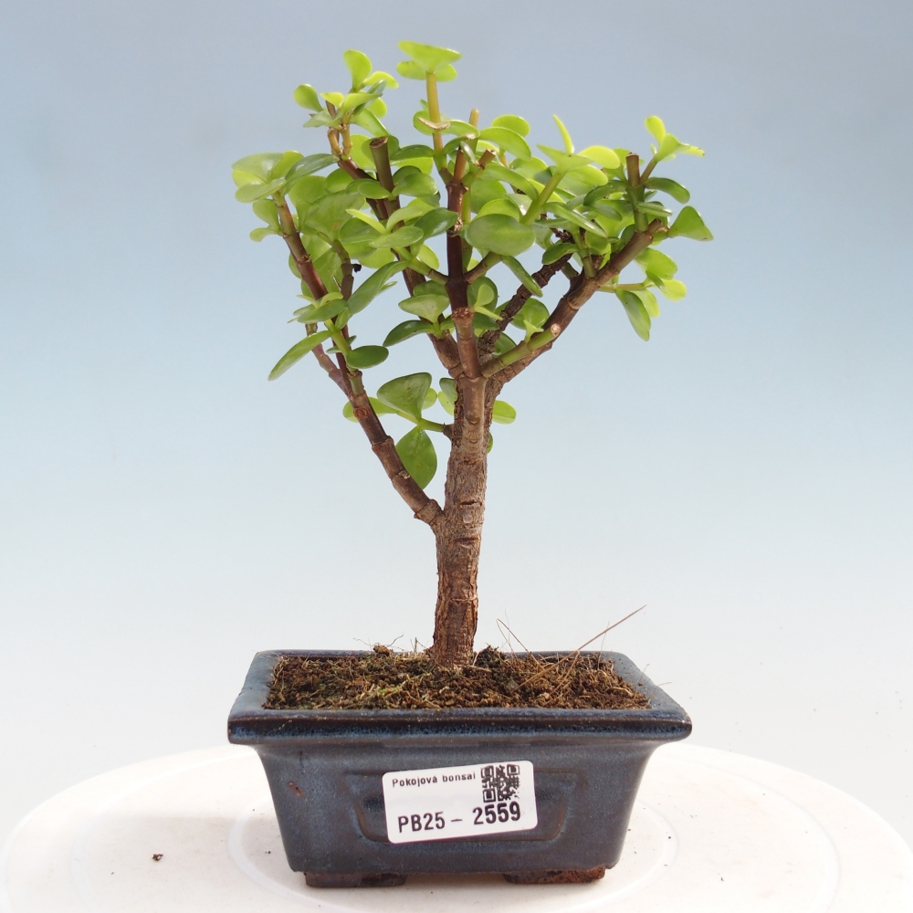 Izbová bonsai - Portulakaria Afra - Tlustice