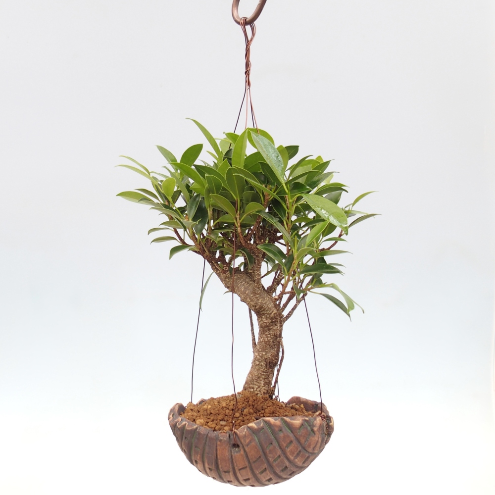 Kokedama v keramike - malolistý ficus - Ficus kimmen