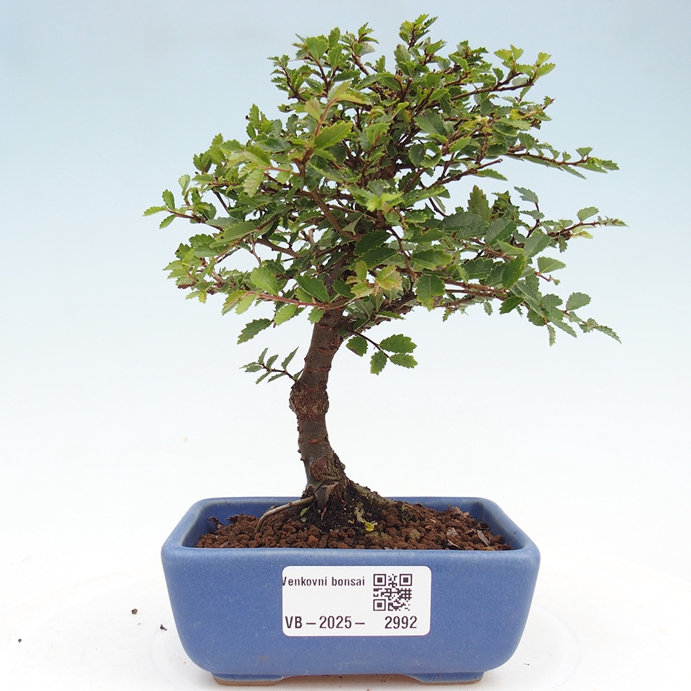 Vonkajší bonsai - Ulmus parvifolia Sagei - Malolistý brest