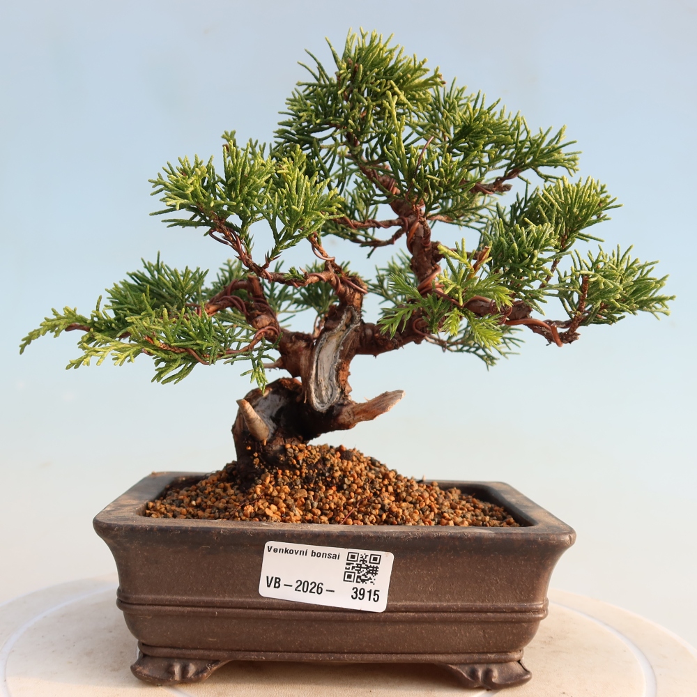 Vonkajší bonsai - Juniperus chinensis Itoigawa -Jalovec čínsky