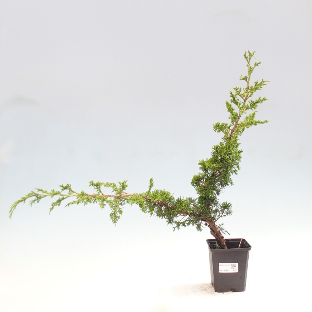 Vonkajší bonsaj - Juniperus chinensis Itoigawa
