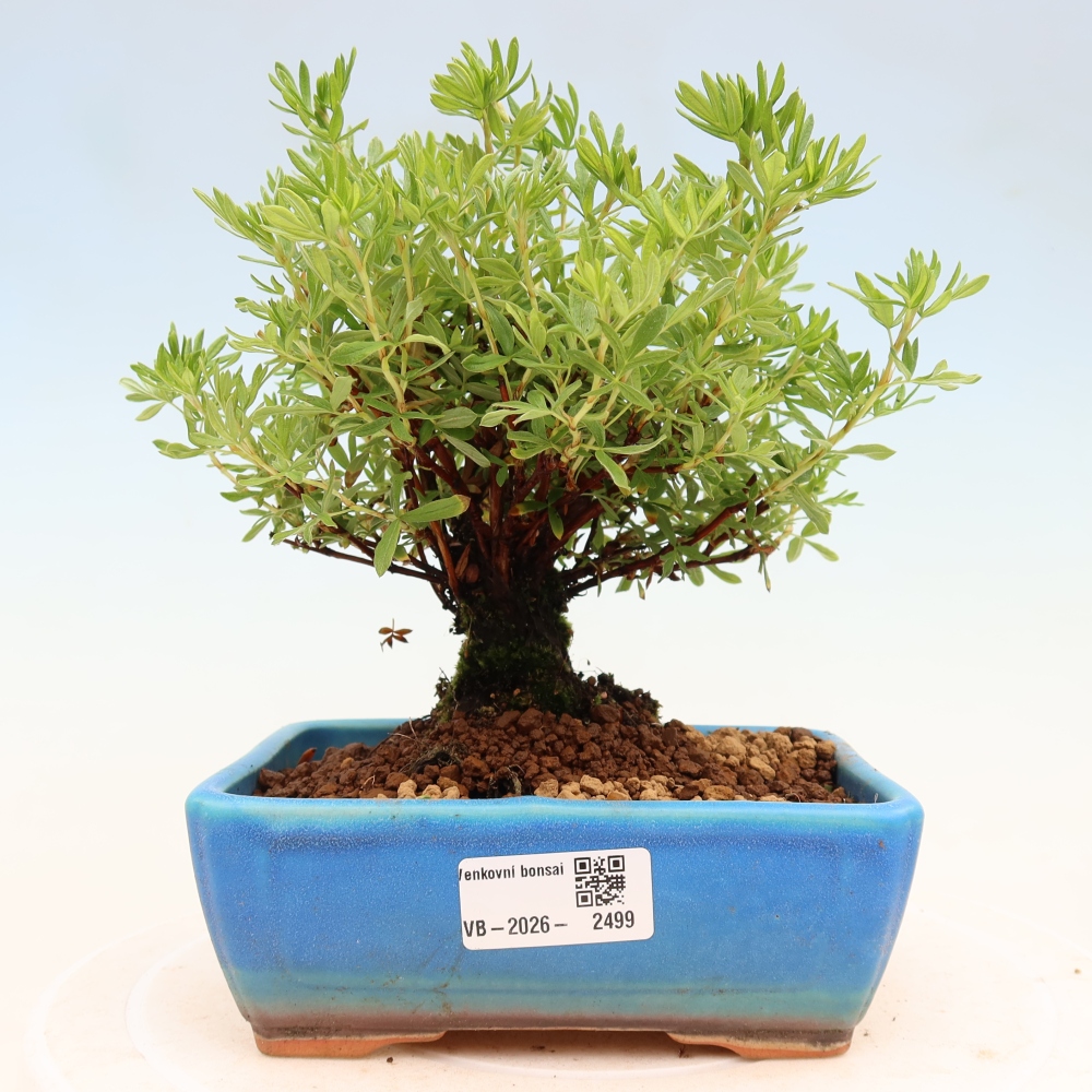 Vonkajšie bonsaje - Potentila fruticosa