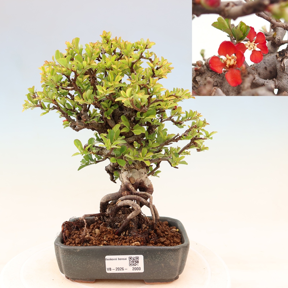 Vonkajší bonsaj - Chaneomeles speciosa Chojubai