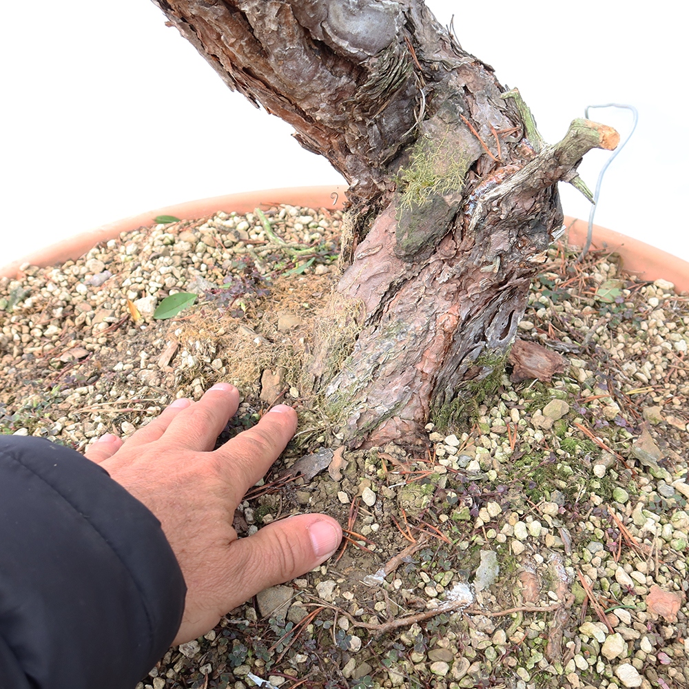 Pinus sylvestris Španielsko – borovica lesná
