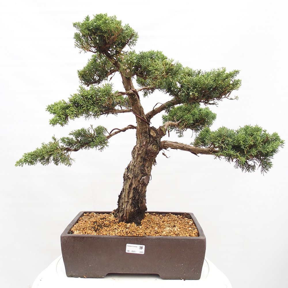 Vonkajší bonsai - Juniperus chinensis  - Borievka čínska 