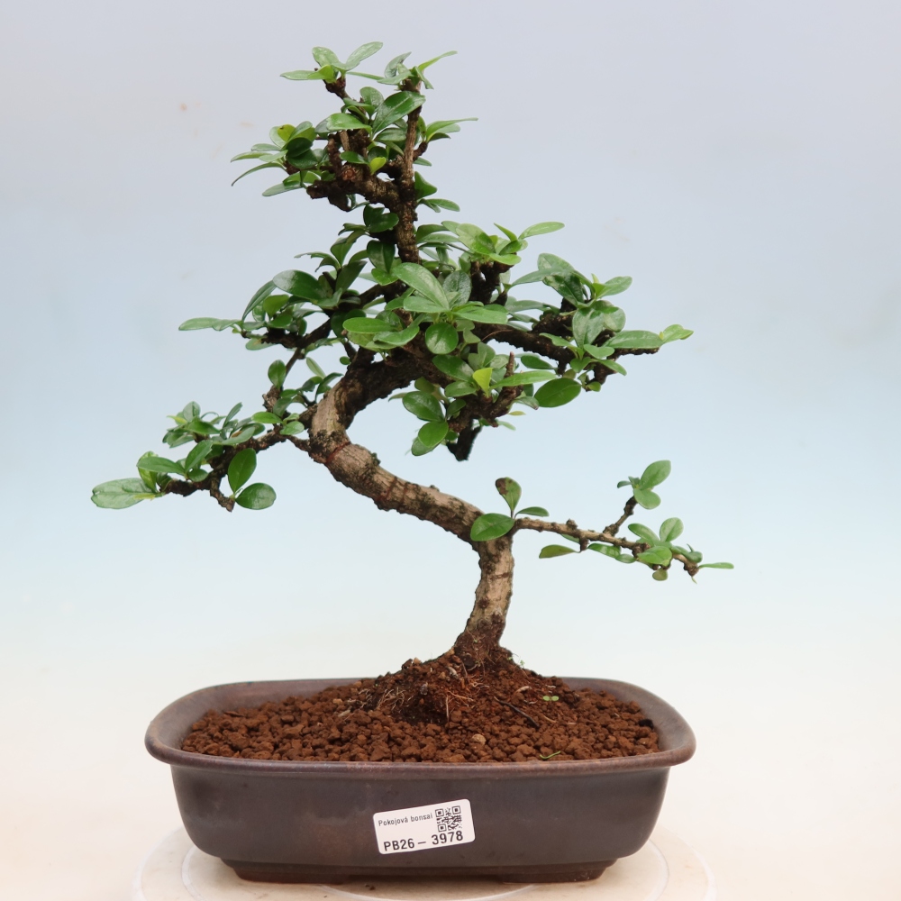 Izbové bonsaje - Carmona macrophylla - Tea fuki