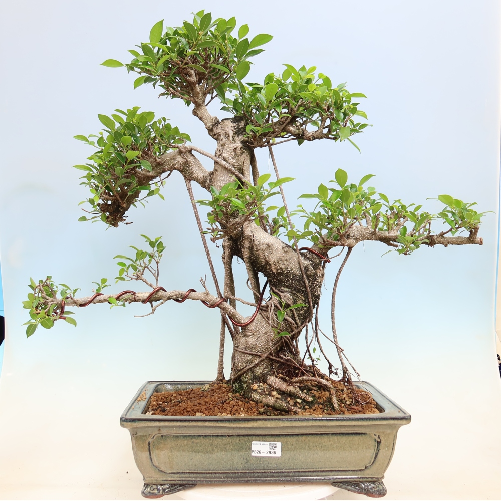 Izbové bonsaje - Ficus kimmen - drobnolistý fikus