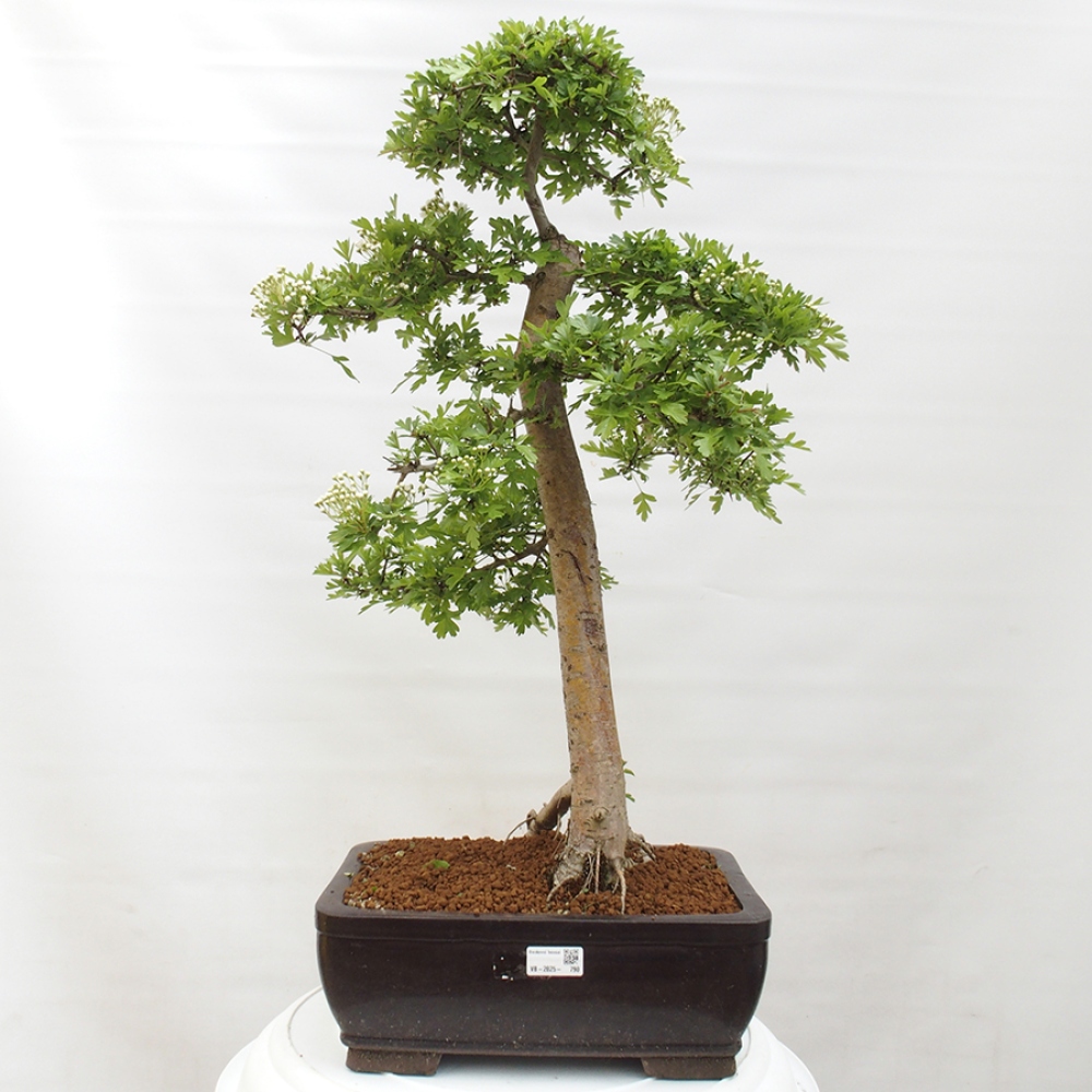 Vonkajší bonsai - Hloh - Crataegus monogyna