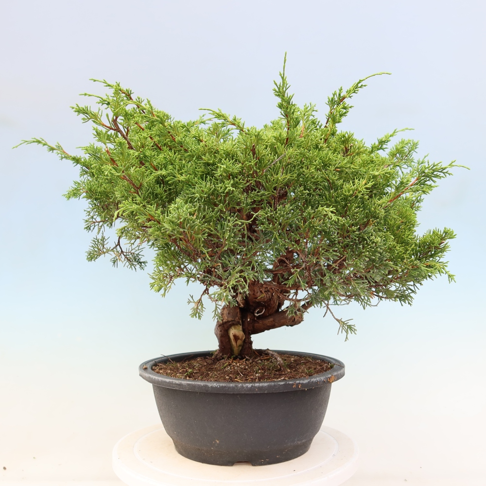 Vonkajší bonsai – Juniperus chinensis Itoigawa – čínsky jalovec