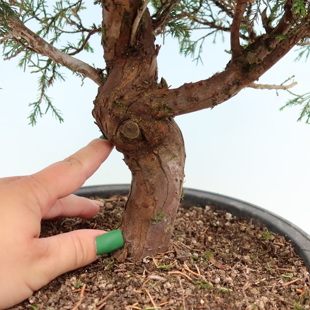 Vonkajší bonsai – Juniperus chinensis Itoigawa – čínsky jalovec