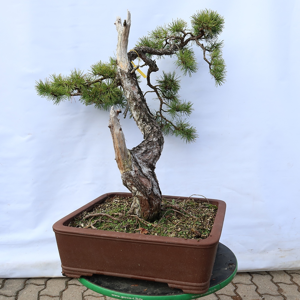 Pinus sylvestris Španielsko – borovica lesná