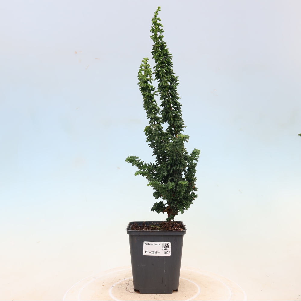 Vonkajší bonsaj - Cham. obtusa SEKKA HINOKI - Cypruštek