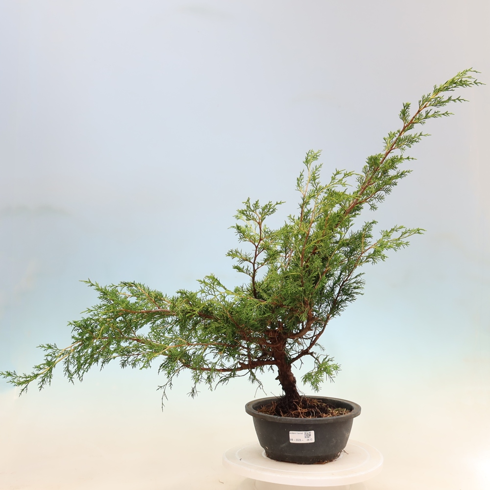 Vonkajší bonsaj - Juniperus chinensis Itoigawa