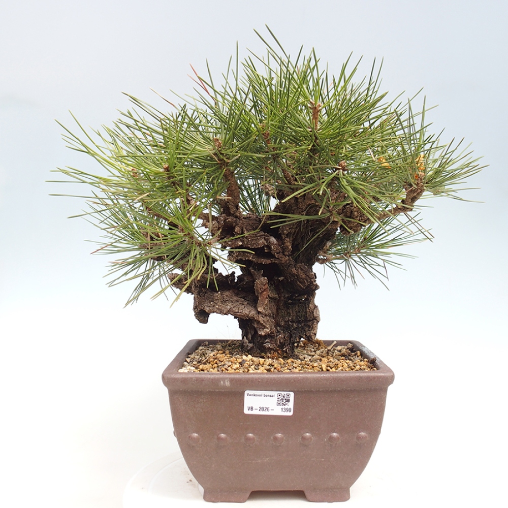Vonkajšie bonsaje - Pinus thunbergii - borovica Thunbergova