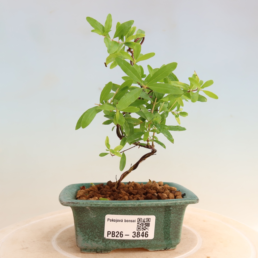 Izbový bonsaj-PUNICA granatum nana-Granátové jablko