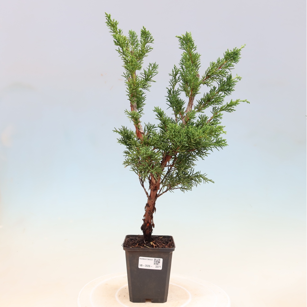 Vonkajší bonsaj - Juniperus chinensis Kishu