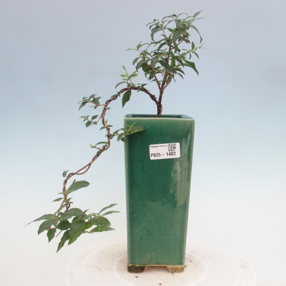 Izbová bonsai - Malpighia coccigera- Barbdorská čerešňa