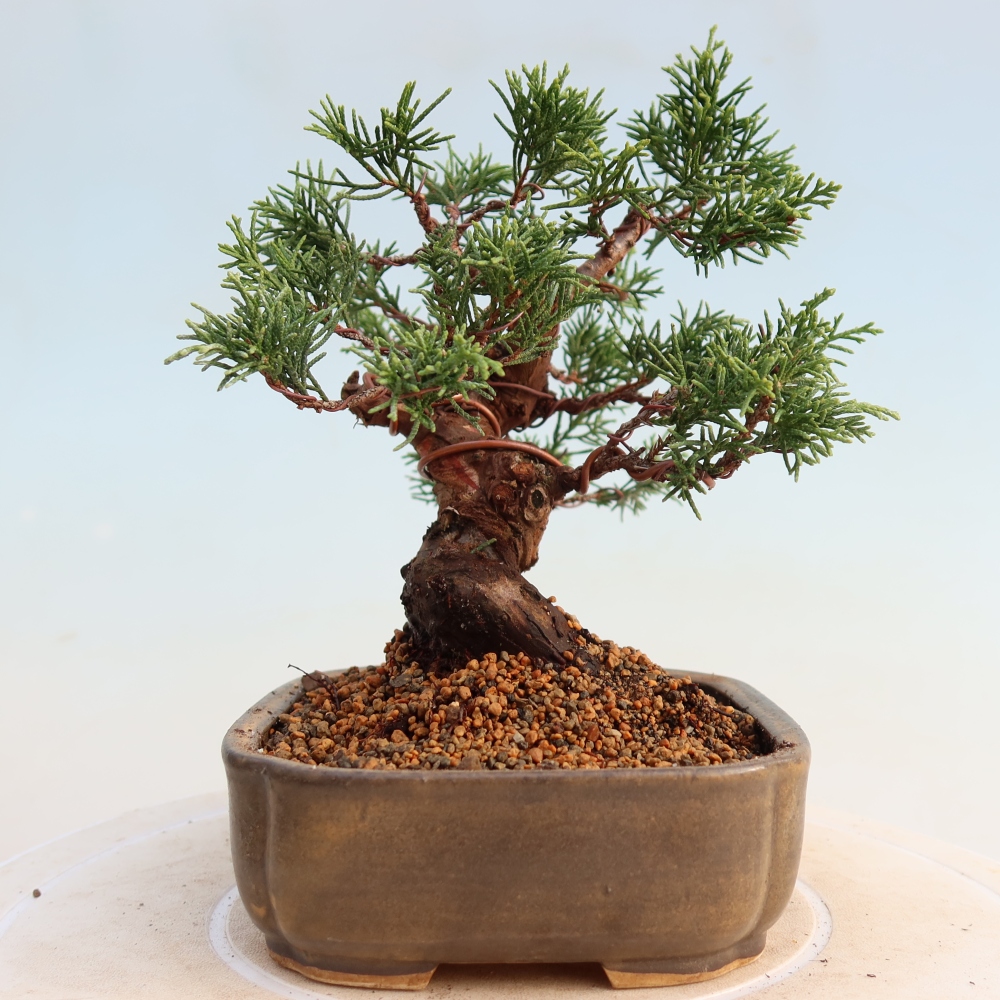 Vonkajší bonsai - Juniperus chinensis Itoigawa -Jalovec čínsky