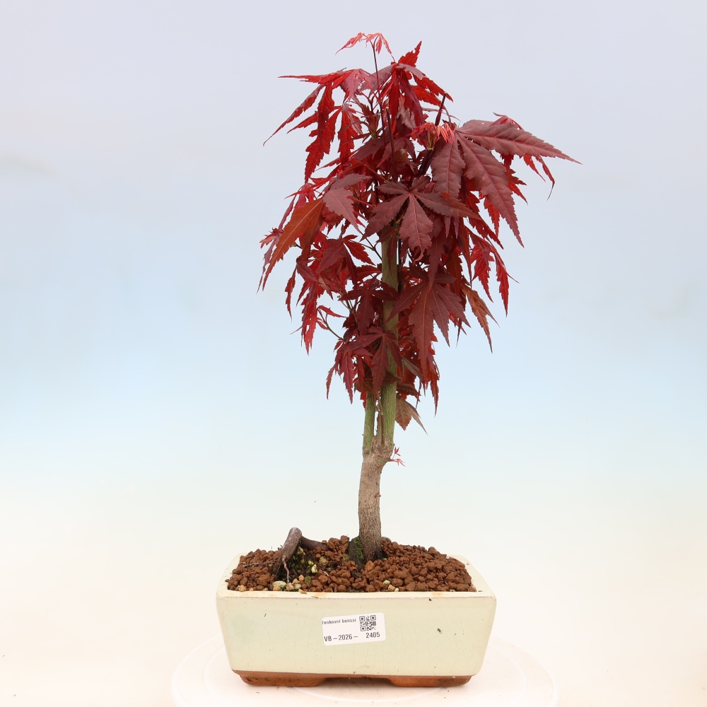 Vonkajšia bonsaj - palma Acer. Atropurpureum-Javor palmový