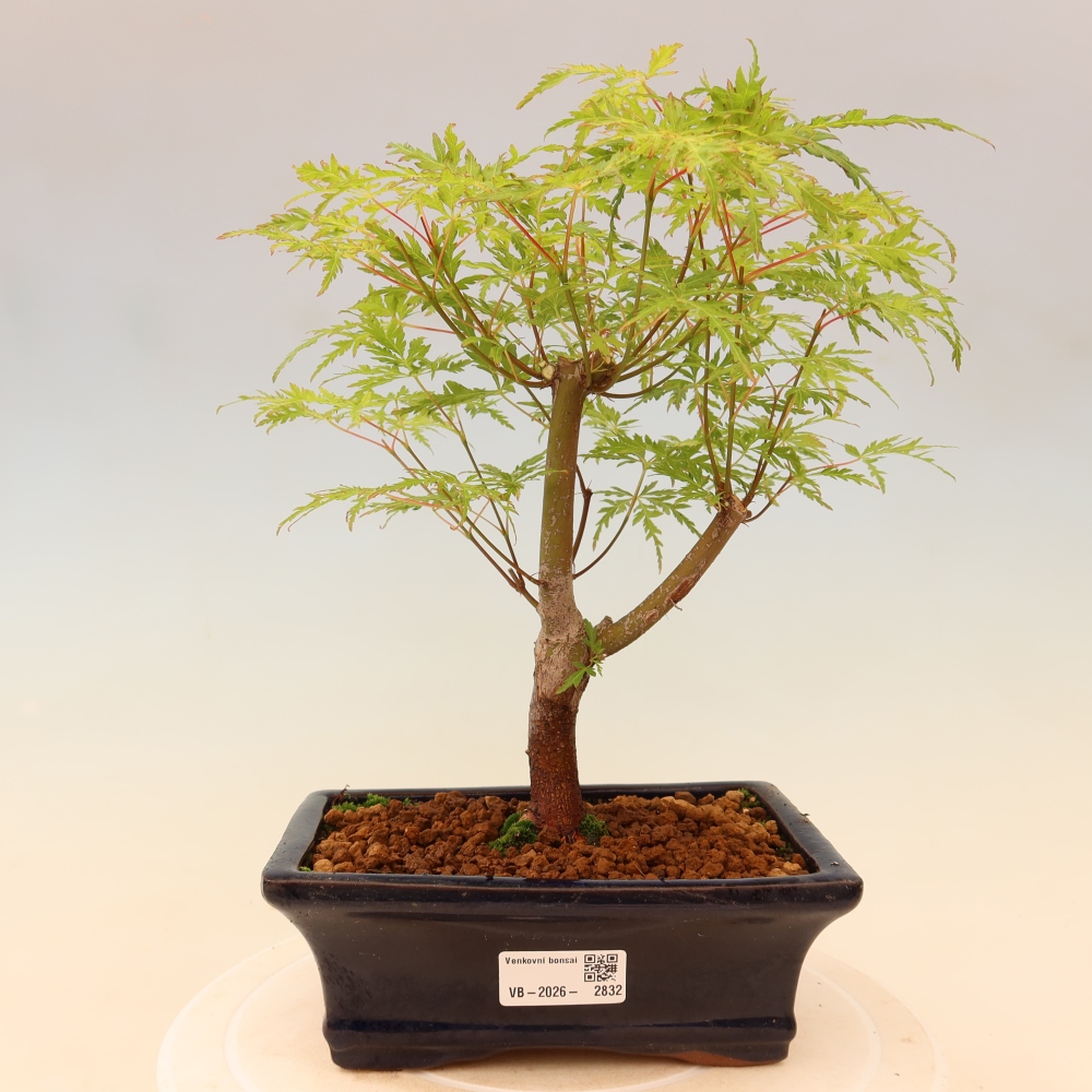 Vonkajší bonsai – Acer palmatum Dissectum – javor dlaňolistý 