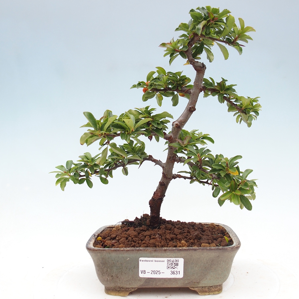 Vonkajšie bonsaje-Pyracantha Teton -Hlox