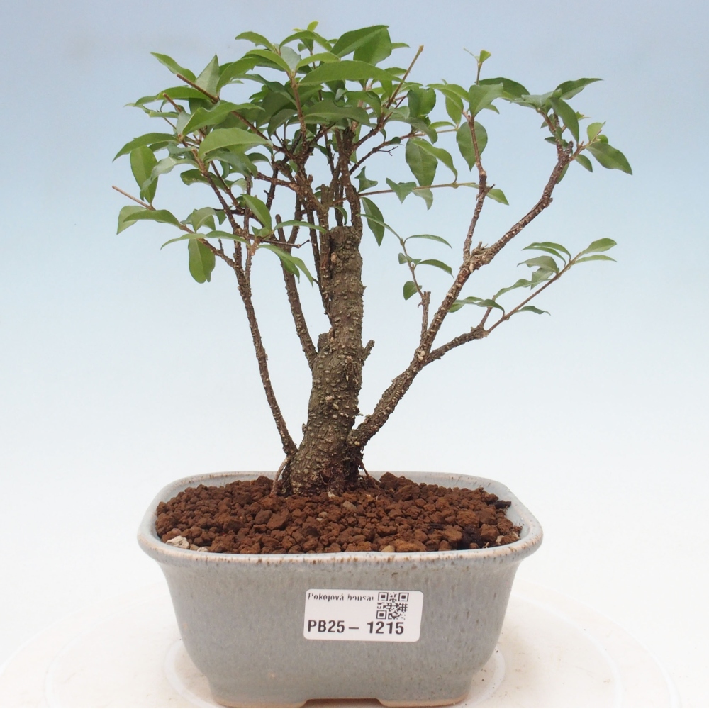 Izbová bonsai - Malpighia coccigera- Barbdorská čerešňa