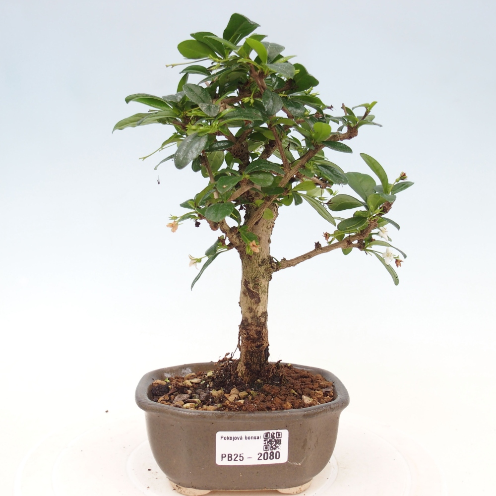Izbová bonsai - Carmona macrophylla - Čaj fuki