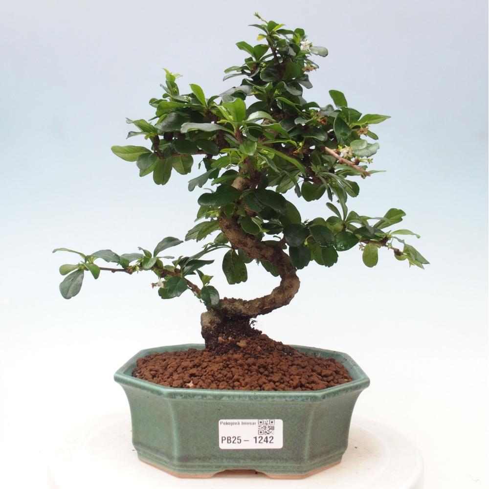 Izbová bonsai - Carmona macrophylla - Čaj fuki