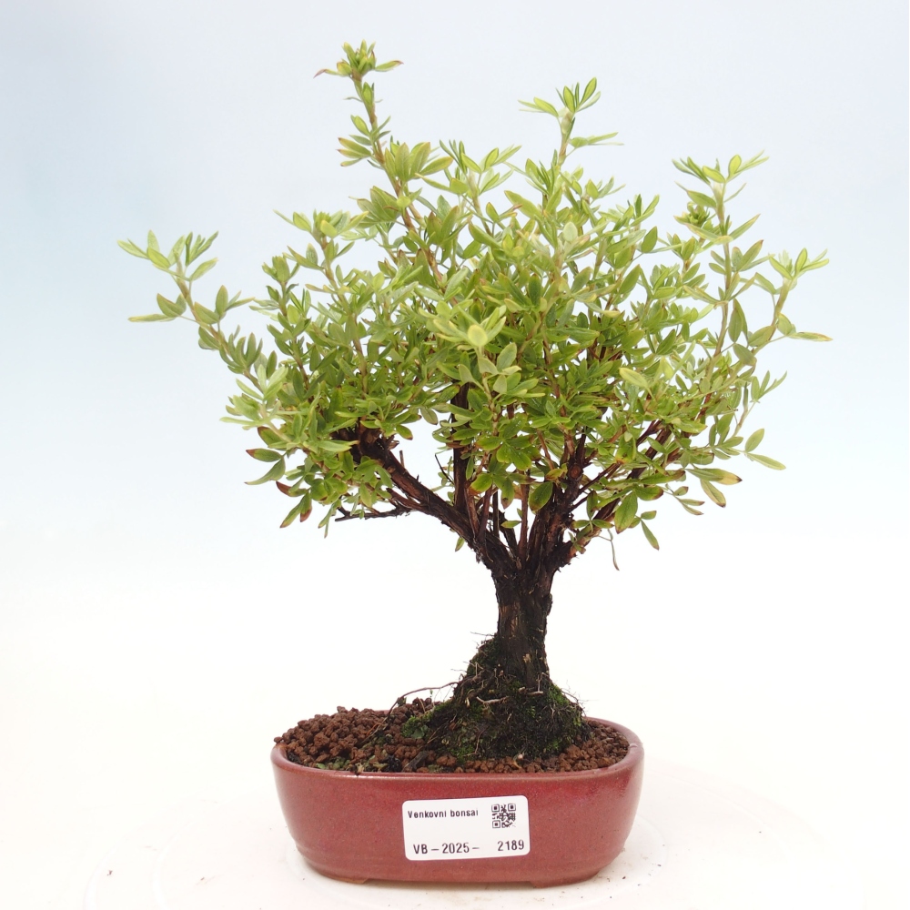 Vonkajšia bonsai-Nátržník krovitá - potentila fruticosa yellow Bird