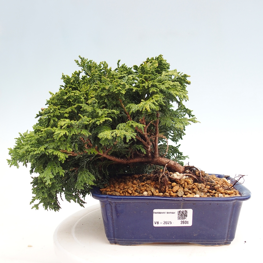 Vonkajší bonsai - Cham.pis Parslori - Cyprus