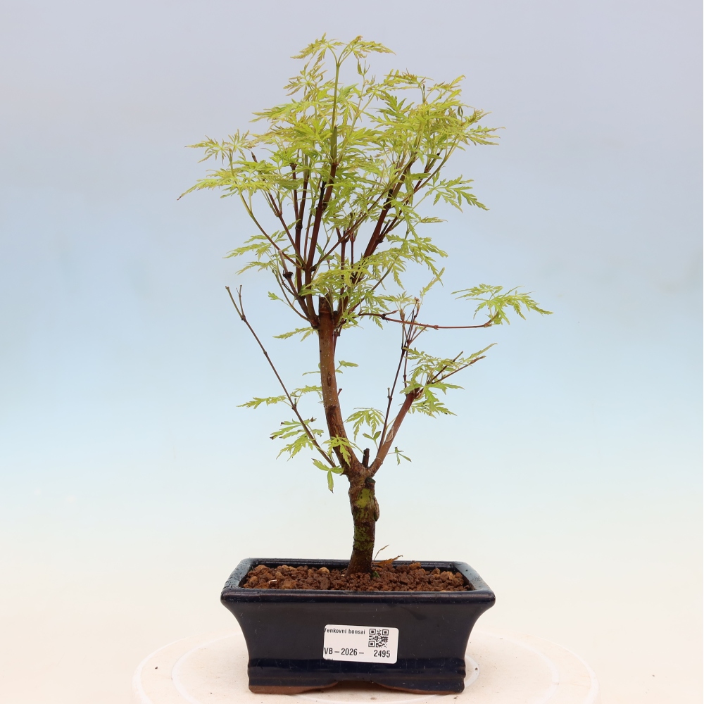 Vonkajšie bonsai - Acer palmatum Dissectum - Javor dlaňolistý 