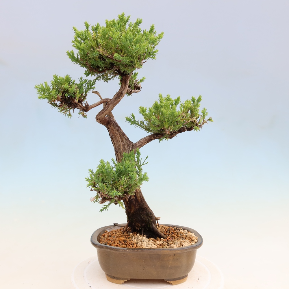 Vonkajší bonsai – Juniperus squamata – Jalovec šupinatý