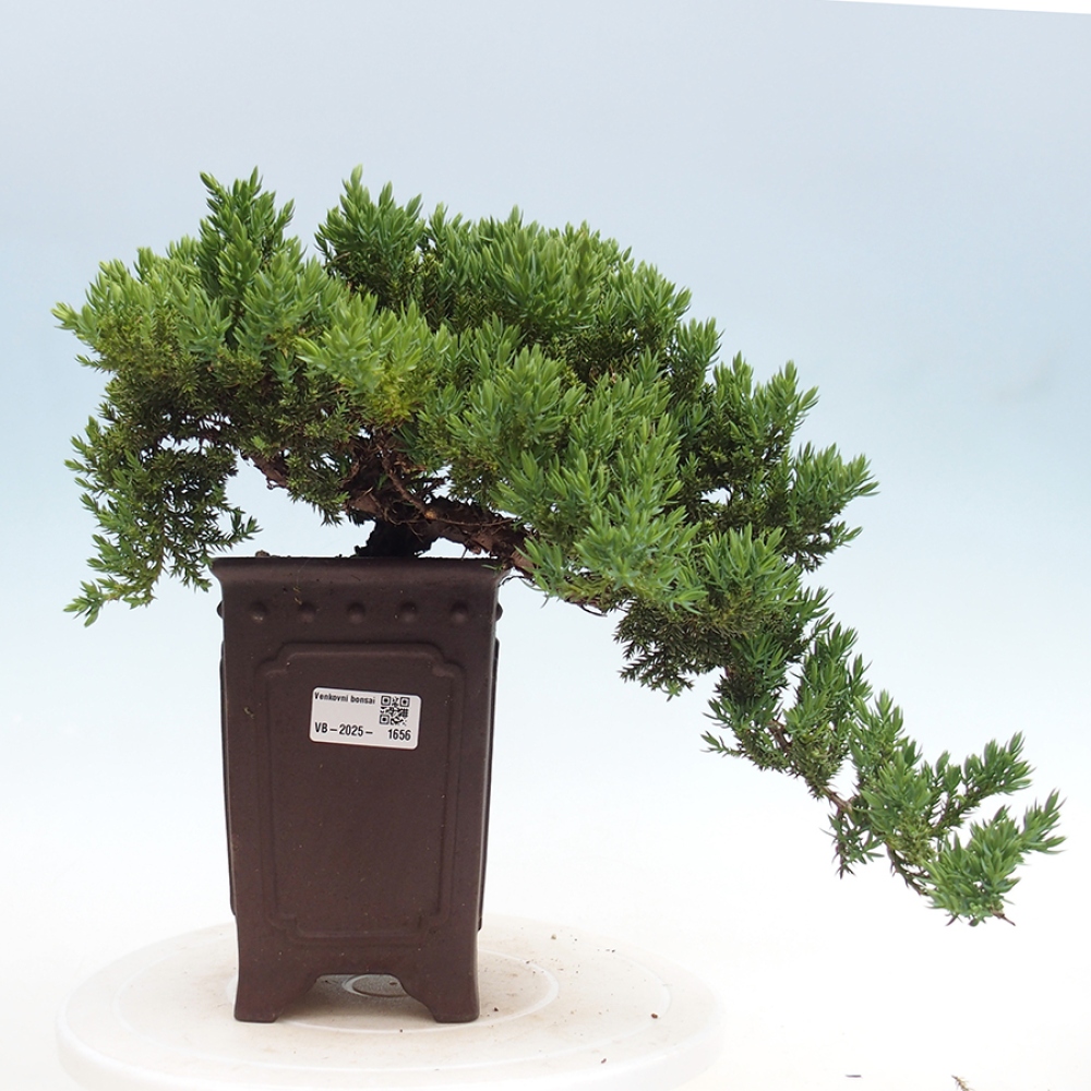 Vonkajší bonsai - Juniperus procumbens - Borievka polehavá