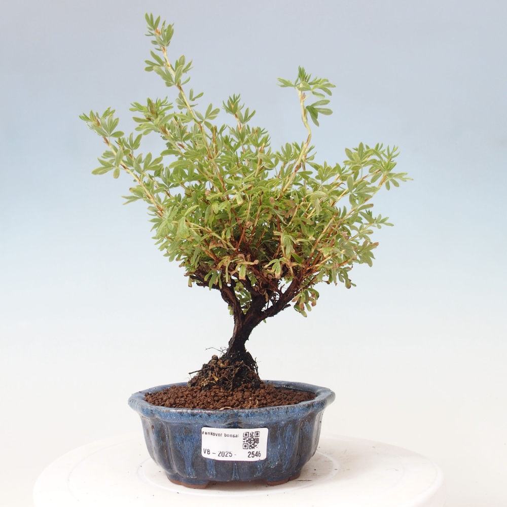 Vonkajšia bonsai-Nátržník krovitá - potentila fruticosa yellow Bird