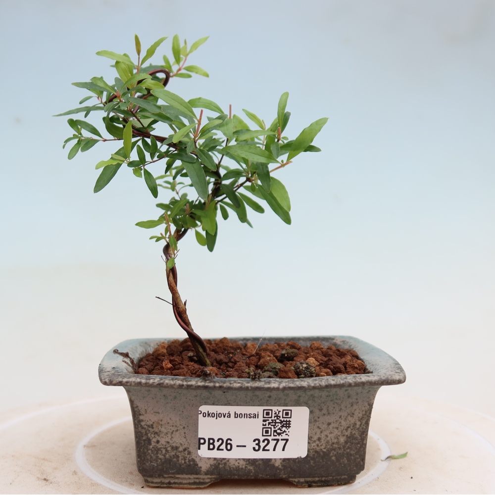 Izbový bonsaj-PUNICA granatum nana-Granátové jablko