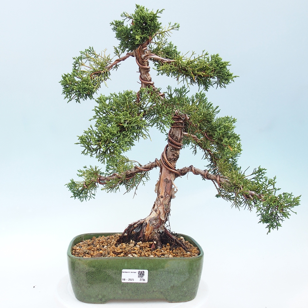 Vonkajšie bonsai - Juniperus chinensis Kishu -Jalovec čínsky
