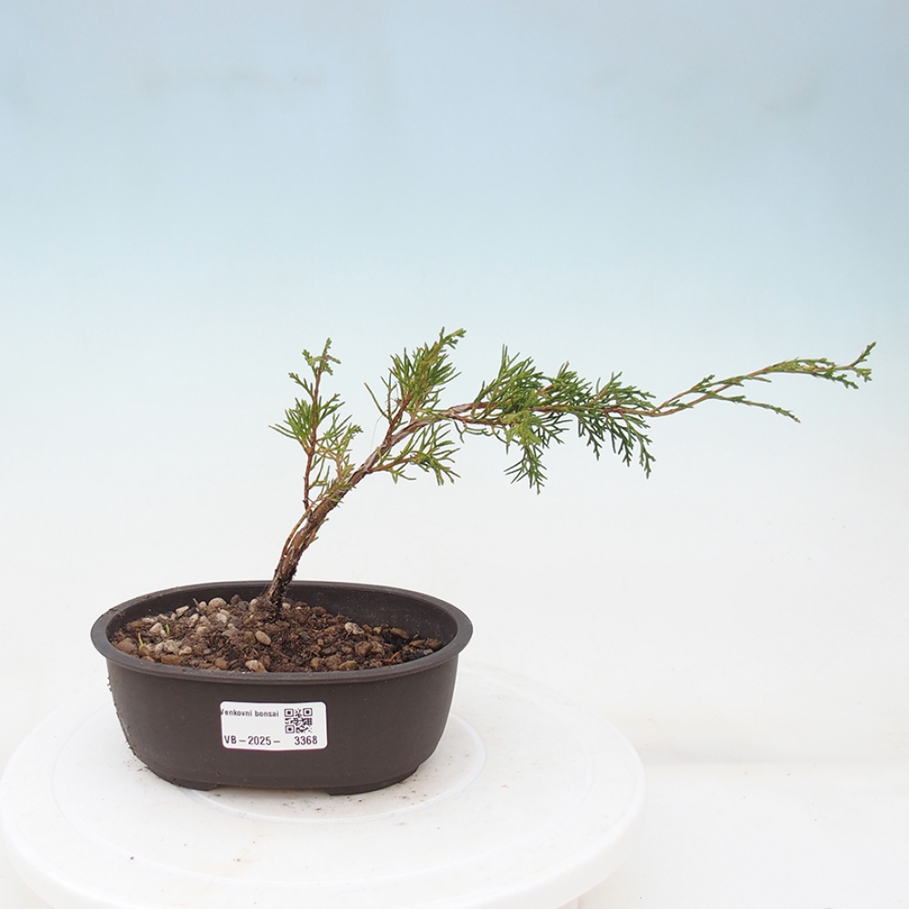 Vonkajší bonsai - Juniperus chinensis Itoigawa -Jalovec čínsky