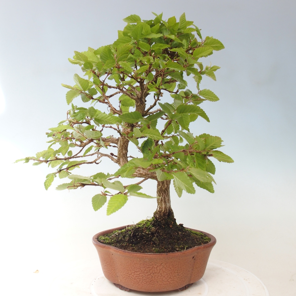 Vonkajšie bonsaje -Carpinus CARPINOIDES - Hrab kórejský